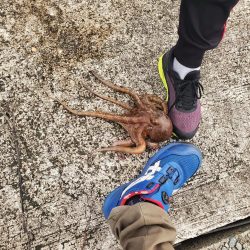 タコおったぞ！